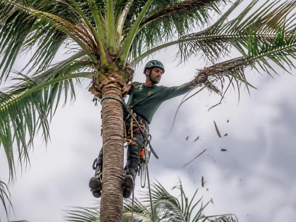 Arborist thinning a palm canopy before hurricane season