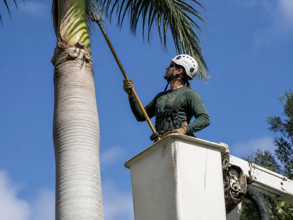 Trees & palms
