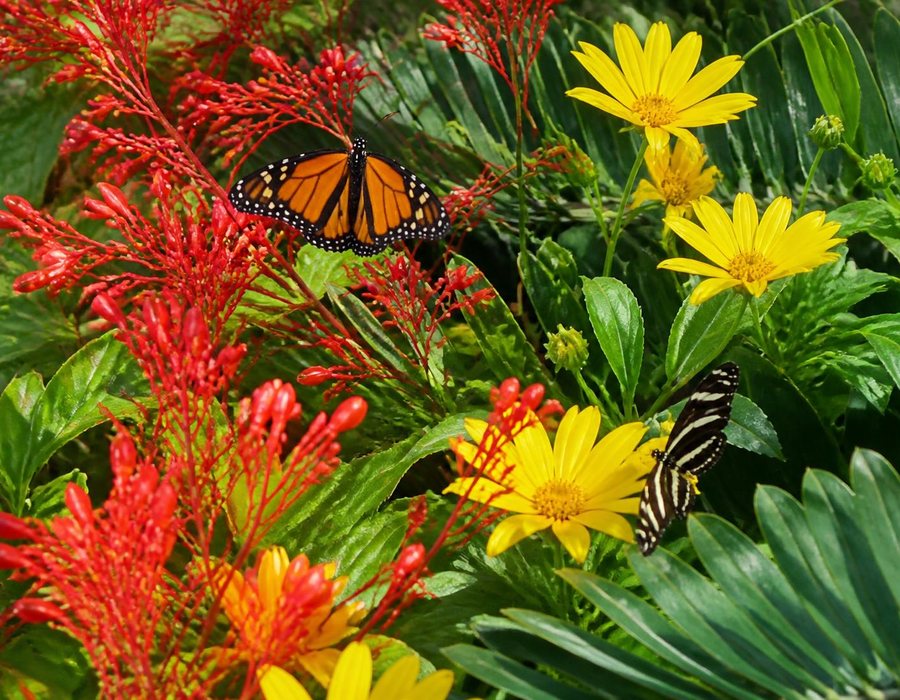 Native butterfly garden along a front walk